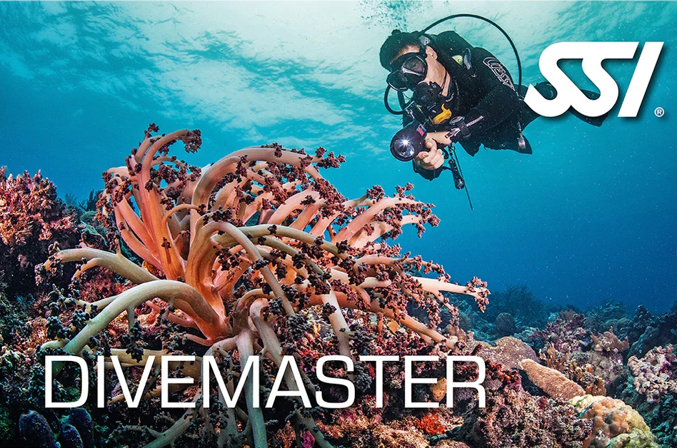 Carte de certification SSI Dive Master