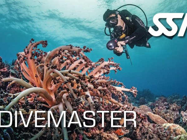 Stagiaire Divemaster en action