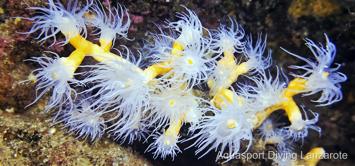 Plongée avec Aquasport Diving à Lanzarote